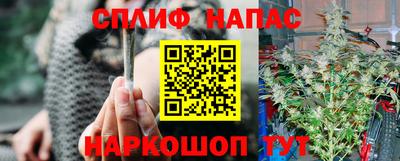 прущие грибы Гатчина
